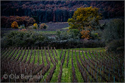 Meursault, Burgundy.