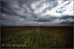 Meursault, Burgundy.