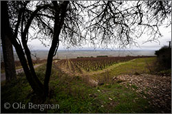 Volnay, Sur-Roches.