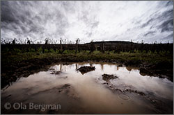 Volnay, Burgundy.
