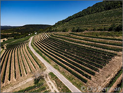 Bourgogne Hautes-Côtes de Nuits vineyards in Villars-Fontaine, Burgundy.