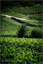 Solutré-Pouilly in Burgundy.