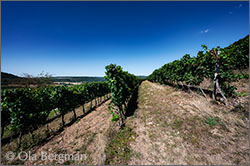 Bourgogne Hautes-Côtes de Nuits vineyards in Villars-Fontaine, Burgundy.