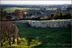 The Corton hill, Burgundy.
