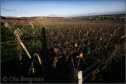 The Corton hill, Burgundy.