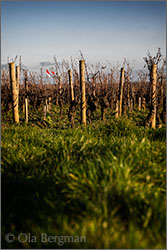 Bourgogne rouge vineyard in Ladoix-Serrigny, Burgundy.
