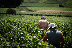 Aux Boutières. Domaine Jean-Marc & Hugues Pavelot in Savigny-lès-Beaune, Burgundy.