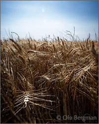 Barley in Burgundy.