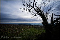 Montagny premier cru Les Vignes Longues.