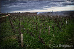 Volnay premier cru Les Grands Champs.