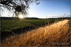 Savigny-lès-Beaune, Les Peuillets.