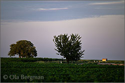 Savigny-lès-Beaune premier cru, Les Lavières.
