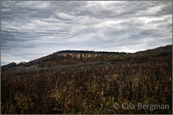 Hautes-Côtes de Beaune vineyards in Cormot.