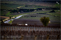 Beaune vineyards.