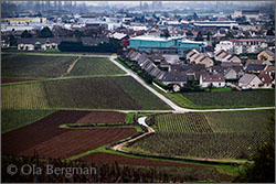 Beaune premier cru Clos du Roi.
