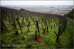Beaune premier cru À l'Ecu.