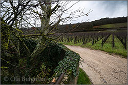 Bonnes Mares grand cru.