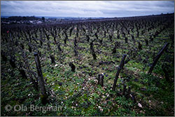 Chambolle-Musigny premier cru, Les Amoureuses.