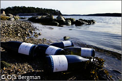Burgundy bottles by the Baltic Sea.